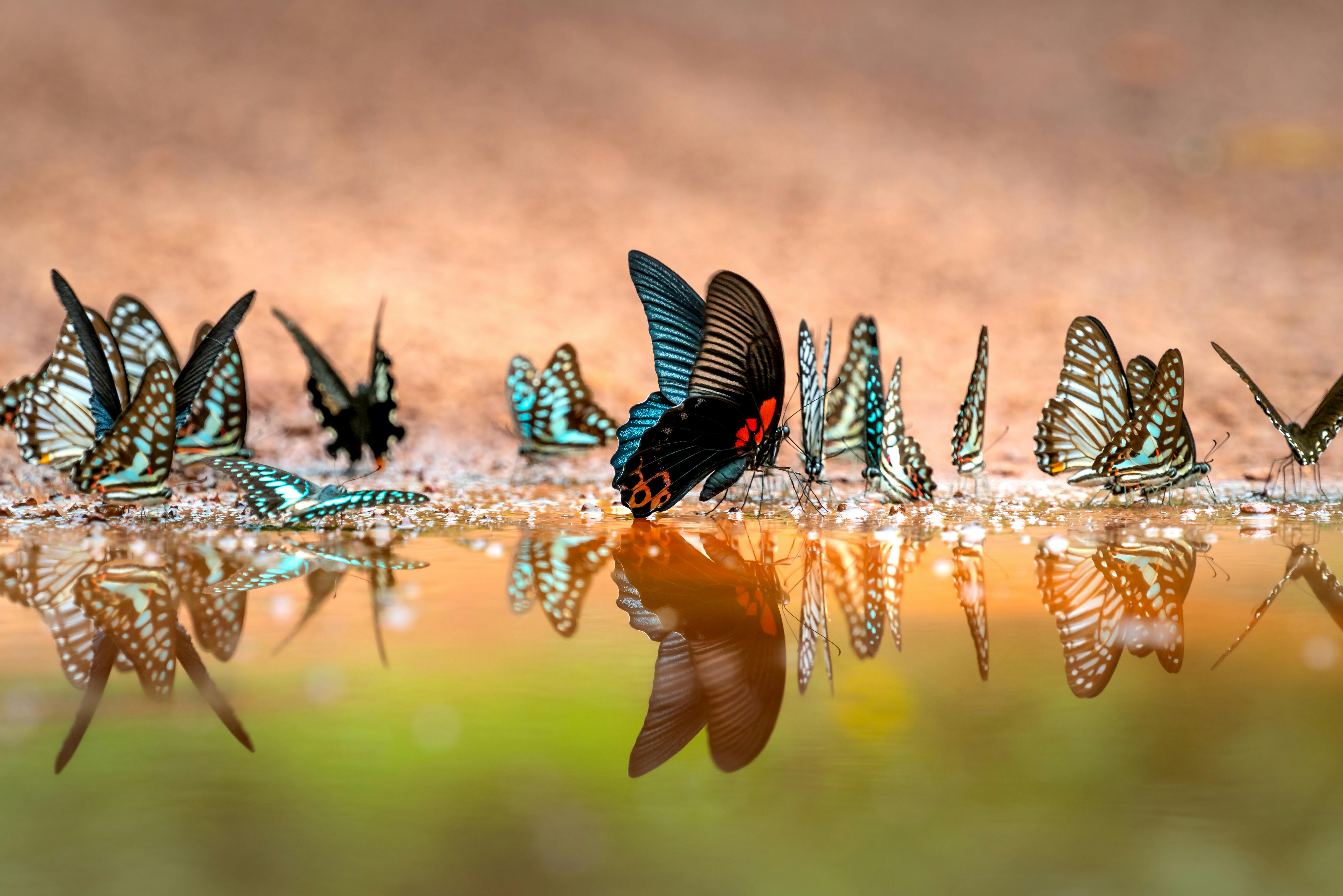 A stunning close-up of black and turquoise butterflies by a reflective pond, showcasing nature's beauty.