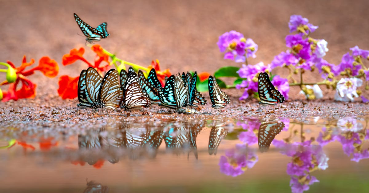 Group of butterflies on colorful flowers near a reflective water puddle.